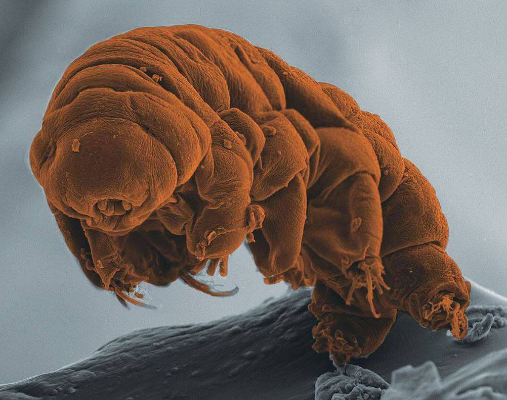 Tardigrad nedir? 8